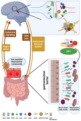 The Endocannabinoids-Microbiota Partnership in Gut-Brain Axis Homeostasis: Implications for Autism Spectrum Disorders